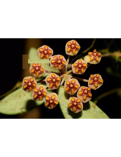 Hoya anncajanoae (LS selection)