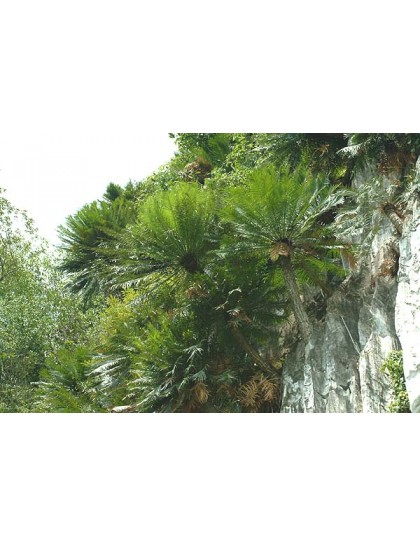 Cycas clivicola SEEDS