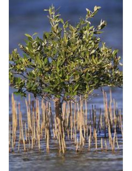 Avicennia marina