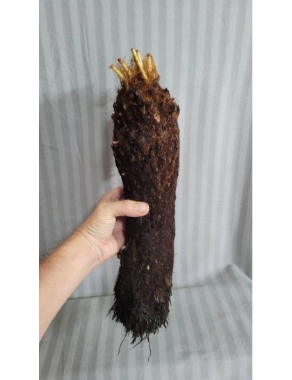 Brainea insignis 30cm trunk Brainea insignis 30cm trunk