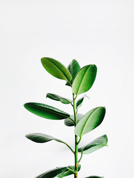 special hand monstera