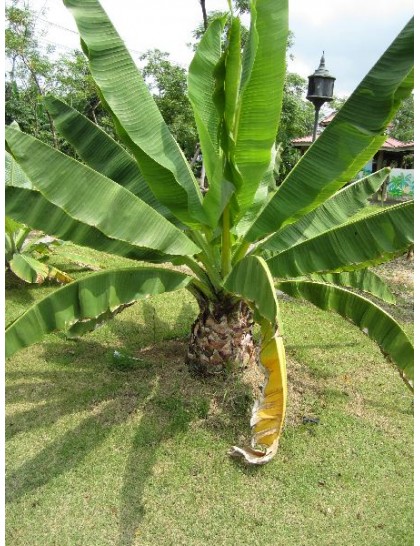 Ensete superbum (Rock banana)
