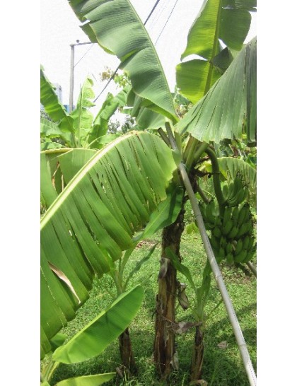 Musa 'Highgate'