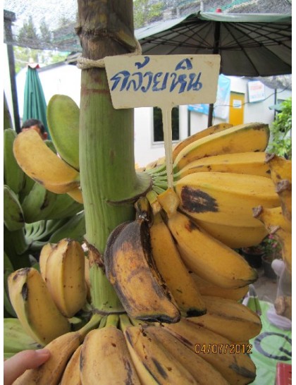 Musa 'Saba'
