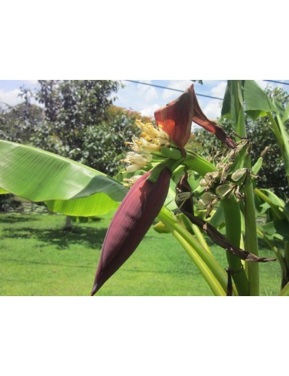 Musa 'Hom Champa'