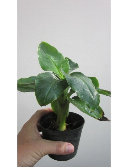 Musa 'Super Dwarf Cavendish' (Hom Kiao Khom)