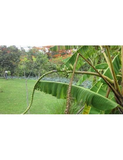 Musa 'Nang Krai'