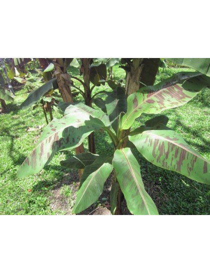 Musa acuminata Zebrina (Bloodbanana)