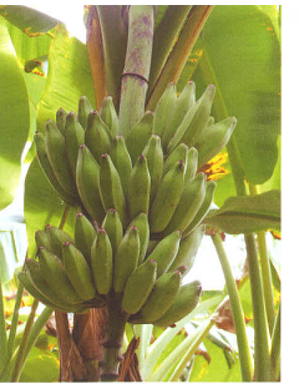Musa 'Hak Muk Kiao'
