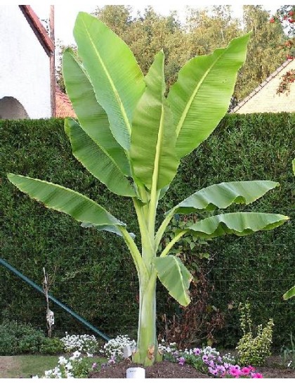 Ensete Glaucum